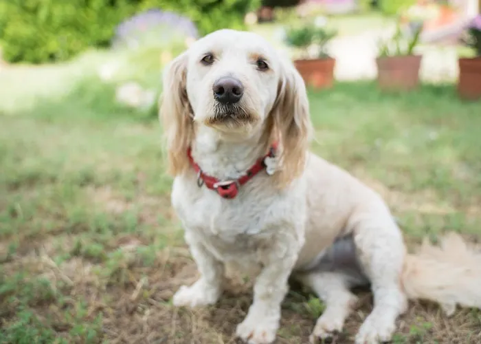 Sunny Garden Apartament Zánka